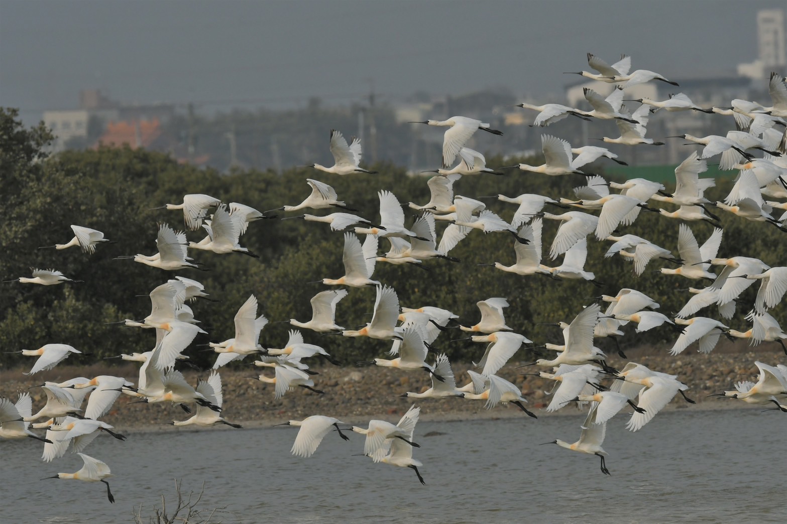 Taipower embraces the spirit of the OECM framework, striving to foster harmony between power infrastructure and our ecologies. Examples include the creation of a Flying Bird Power Plant through conservation efforts at the Yong'an Wetlands near the Hsinta Power Plant, and the implementation of a bat habitat relocation project at the Taixi Wind Plant.