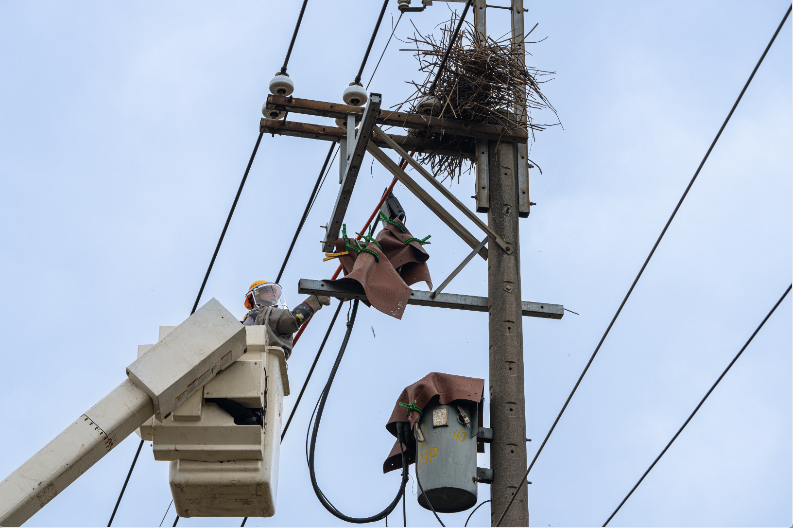 驚蟄開始的3、4月期間，是台電第一線同仁化身移巢大隊的關鍵時刻， 如2024年3、4月期間鳥獸引起停電達232件，是同年1、2月的3倍以上，而今年光1、2月台電已摘除超過1200個築在電力設施上的鳥巢，避免衍生停電，圖為今日台電同仁摘除鳥巢作業。